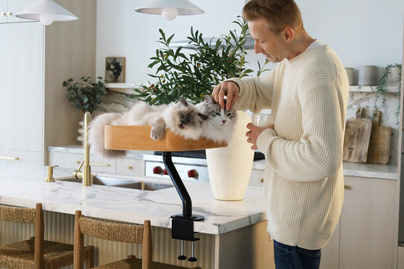 A man in a cream sweater pets two fluffy cats lying on the Ergo Purrch, a wooden perch attached to a kitchen counter, with plants and chairs in the background.