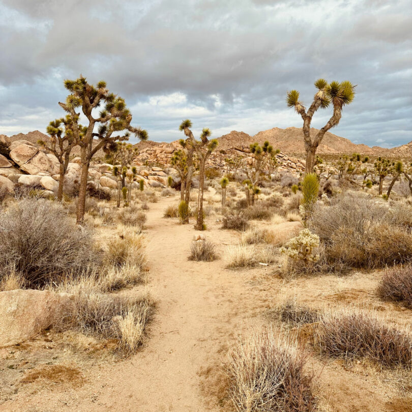 A sandy trail winds through a desert landscape with Joshua trees and dry shrubs under a cloudy sky and rocky hills in the background.