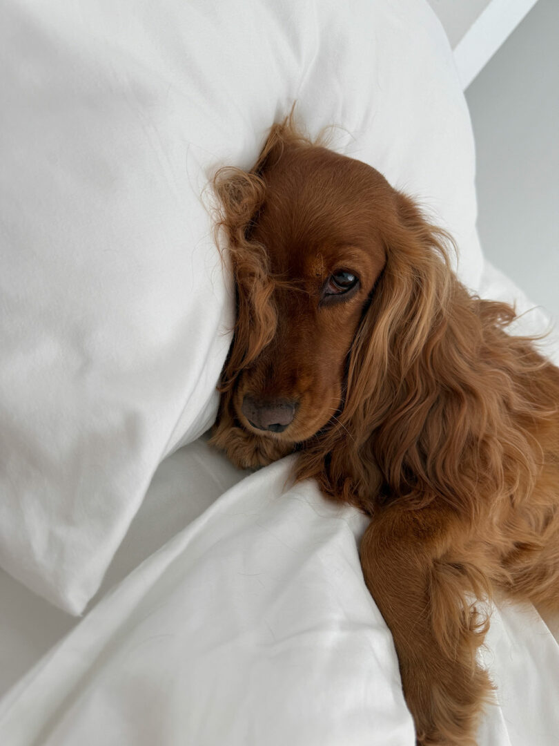 A brown long-haired dog named Kameh lies on a bed with white sheets and pillows, resting its head on the pillow and looking toward the camera.