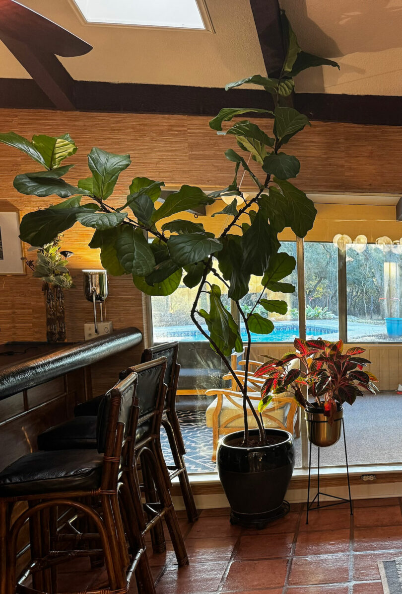 A tall fiddle leaf fig and a smaller potted plant sit by a sliding glass door in a room with bar stools, tile floor, and natural light—perfect for relaxing after the Friday 5.