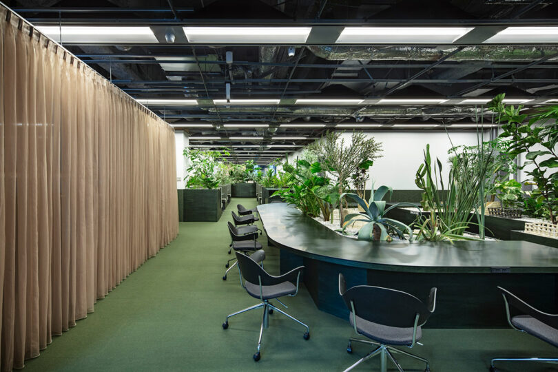 Modern office space with green carpet, curved desk, rolling chairs, numerous indoor plants, and a beige curtain partition on the left.