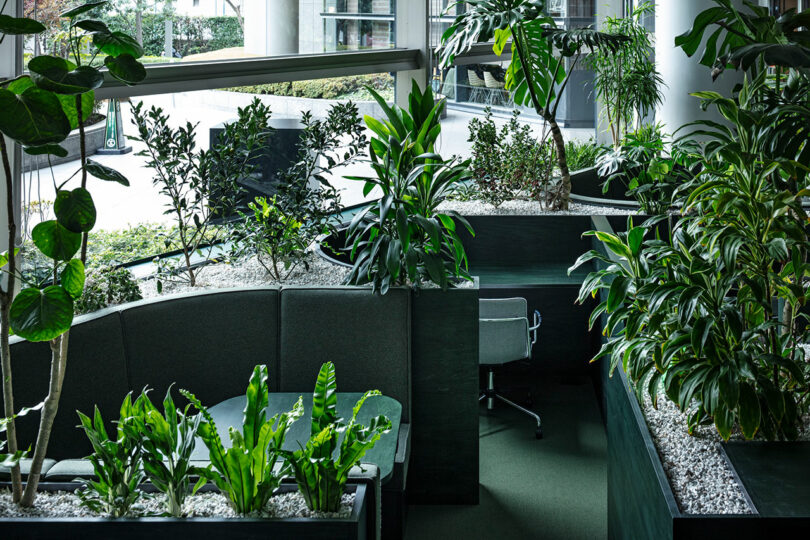 Modern office space with gray desks and chairs surrounded by lush green plants and large windows letting in natural light.