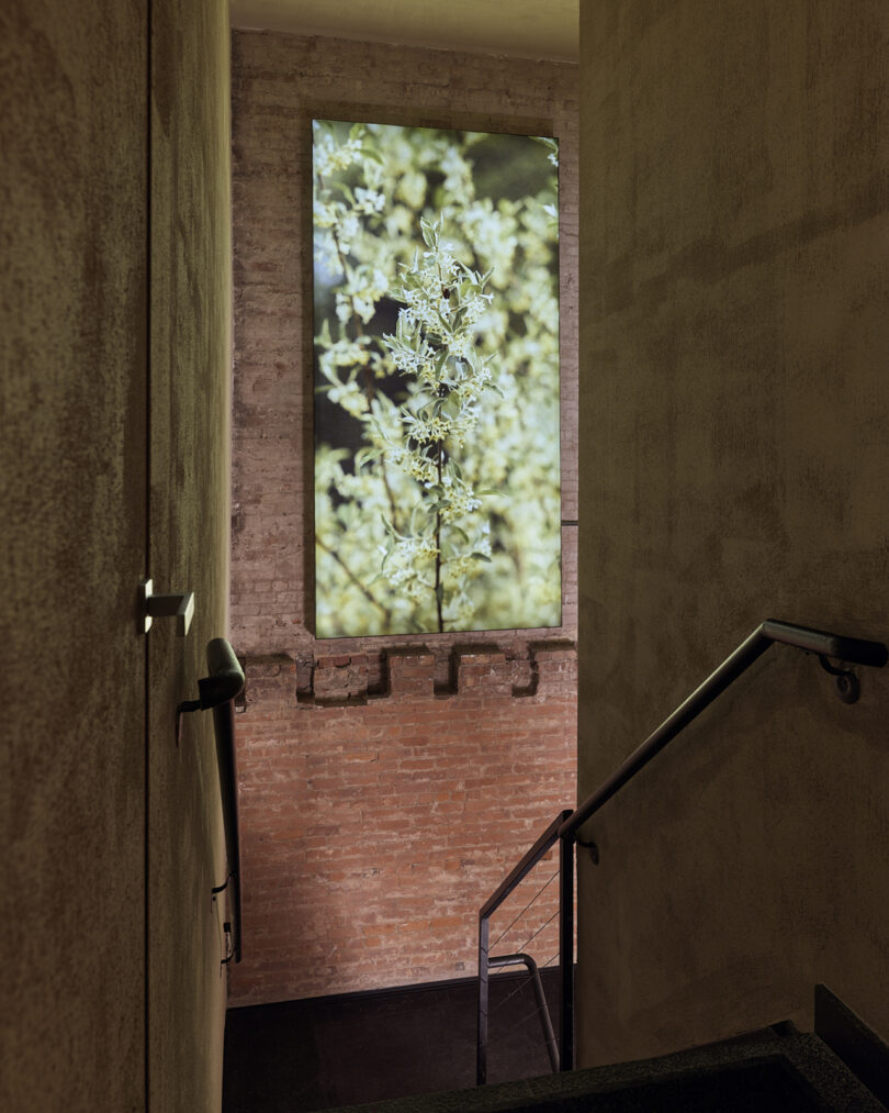 A stairwell with textured walls leads down to a brick wall, which features a large illuminated photograph of flowering branches.