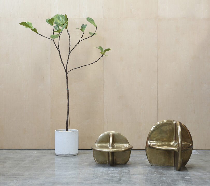 A potted tall plant with broad leaves stands next to two abstract, gold-colored sculptural seats on a polished concrete floor against a light wood wall.
