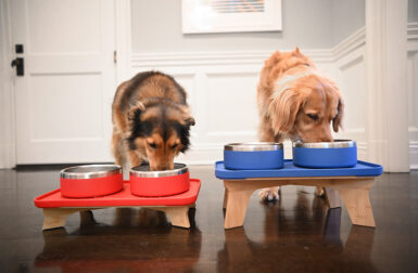 Trot Pets Unveils Chic System To Feed Your Furry Friends